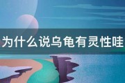 为什么说乌龟有灵性哇 