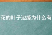 山茶花的叶子边缘为什么有锯齿 