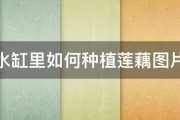 水缸里如何种植莲藕图片 