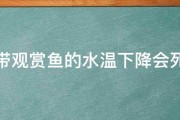 热带观赏鱼的水温下降会死吗 