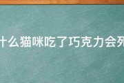 为什么猫咪吃了巧克力会死类 