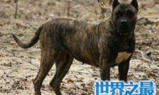 十大猛犬 这些不好惹的狗类战斗力堪比狼 