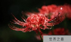 冥界四花之首彼岸花，花与叶永世不相见的灵魂之花