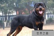 世界恶犬之罗威纳犬，兼具勇气与力量的犬种