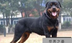 世界恶犬之罗威纳犬，兼具勇气与力量的犬种