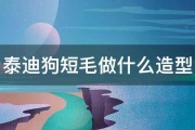 泰迪狗短毛做什么造型 