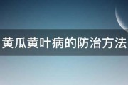 黄瓜黄叶病的防治方法 