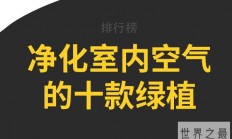 净化室内空气的十款绿植，龟背竹上榜，第五被称为“空气卫士”