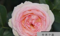 世界最好看的十大月季花品种，美咲上榜，第一是World’s Best Rose