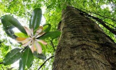 世界野生动植物日：中国百余种极小种群野生植物获抢救性保护，留住大自然最脆弱的美 