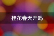 桂花春天开吗 