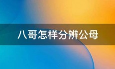 八哥怎样分辨公母 