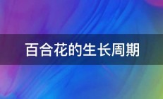 百合花的生长周期 