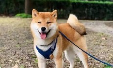 柴犬价格多少钱一只，1000元到1万元左右(2点柴犬的养护知识)