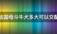 法国母斗牛犬多大可以交配 