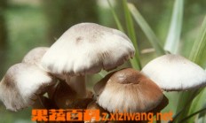 草菇如何保存 草菇如何保鲜_草菇_做法,功效与作用,营养价值