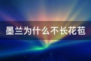 墨兰为什么不长花苞 