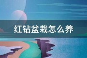 红钻盆栽怎么养 