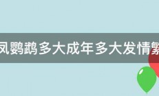 玄凤鹦鹉多大成年多大发情繁殖 