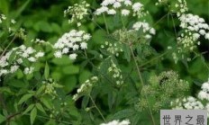 世界有毒十大植物 乌头又称毒药女王，鸡母珠三毫克就能致死