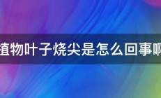 植物叶子烧尖是怎么回事啊 