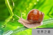 世界上最小的蜗牛：体长0.6毫米，小过针眼的超微蜗牛