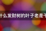 为什么发财树的叶子老是干枯 