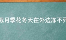 盆栽月季花冬天在外边冻不死吧 