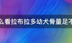 怎么看拉布拉多幼犬骨量足不足 