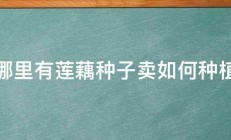 哪里有莲藕种子卖如何种植 