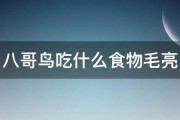 八哥鸟吃什么食物毛亮 