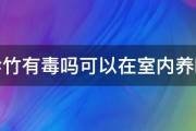 伞竹有毒吗可以在室内养吗 