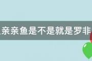 温泉亲亲鱼是不是就是罗非鱼苗 