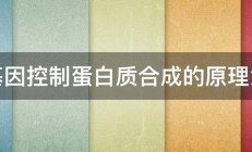 基因控制蛋白质合成的原理急 