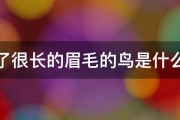 长了很长的眉毛的鸟是什么鸟 