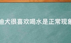 泰迪犬很喜欢喝水是正常现象吗 