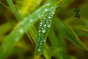 2023年谷雨会下雨吗-谷雨就是雨水季节吗