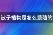 被子植物是怎么繁殖的 