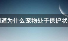 问道为什么宠物处于保护状态 