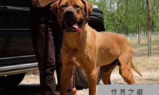 世界十大名犬排行榜 这些狗都很有名价格很高