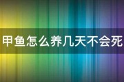 甲鱼怎么养几天不会死 