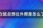 仓鼠总想往外爬是怎么了 