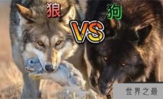 如今最厉害的猛犬能不能单挑北美灰狼？为什么？