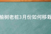 榆树老桩3月份如何移栽 