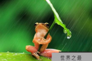 世界上最可怜的青蛙带着雨伞被摄影师虐待