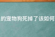 家里的宠物狗死掉了该如何处理 