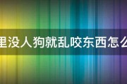 家里没人狗就乱咬东西怎么办 