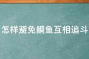 怎样避免鲷鱼互相追斗 