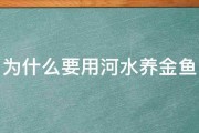 为什么要用河水养金鱼 