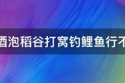 白酒泡稻谷打窝钓鲤鱼行不行 